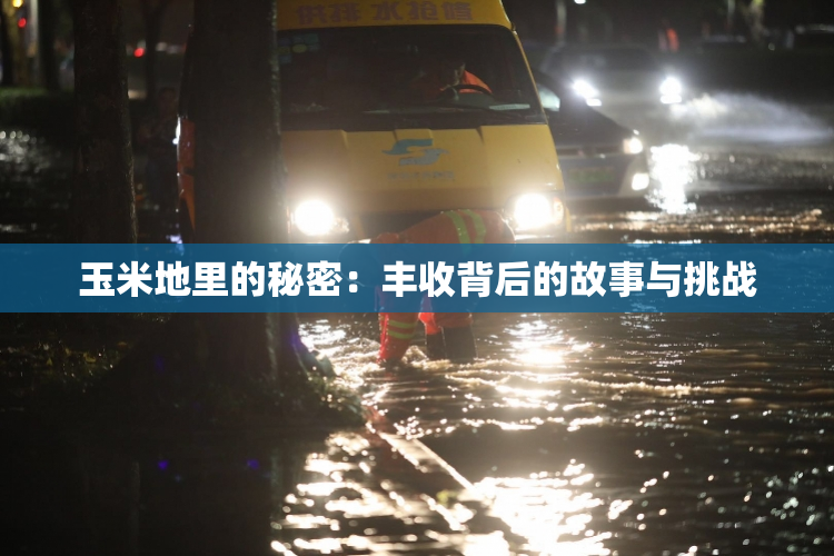 玉米地里的秘密：丰收背后的故事与挑战