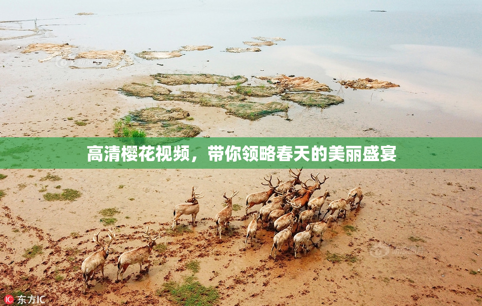 高清樱花视频，带你领略春天的美丽盛宴