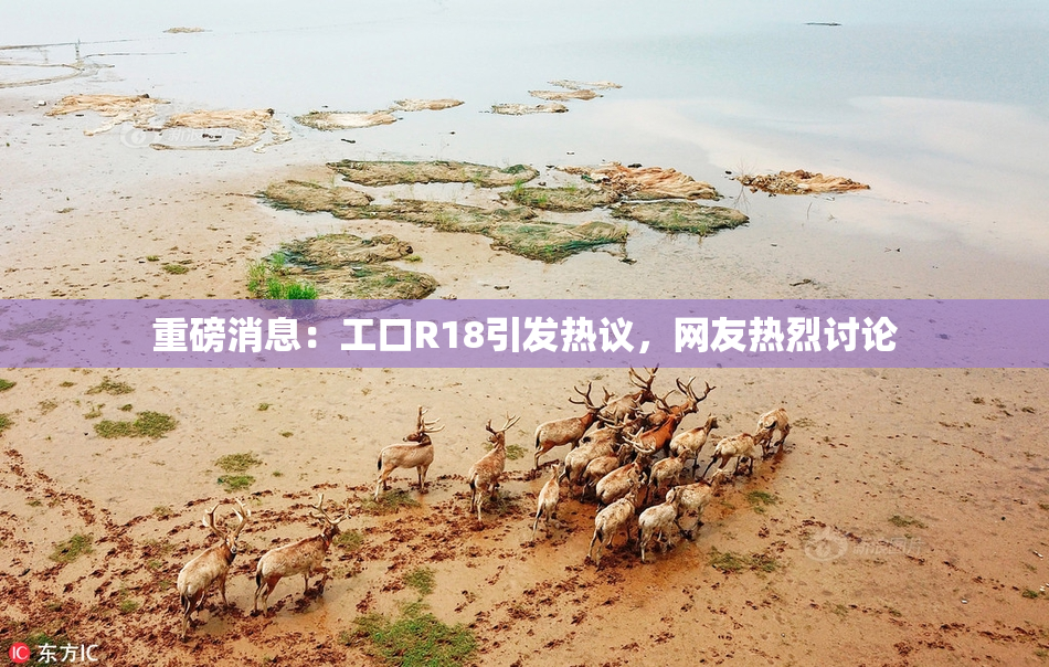 重磅消息：工口R18引发热议，网友热烈讨论