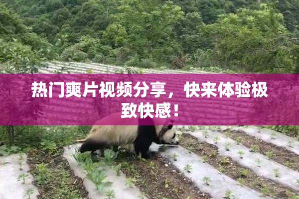 热门爽片视频分享，快来体验极致快感！