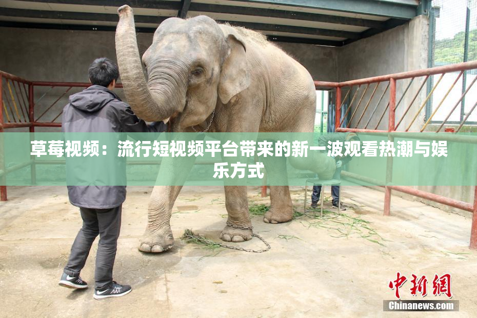 草莓视频：流行短视频平台带来的新一波观看热潮与娱乐方式
