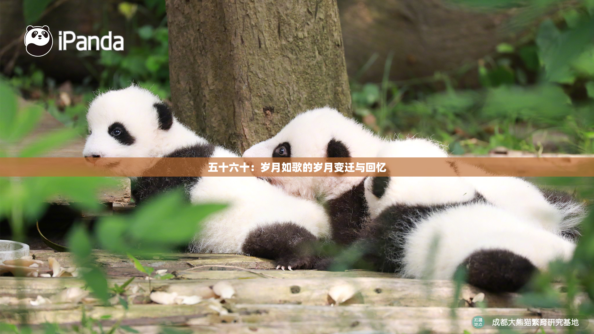 五十六十：岁月如歌的岁月变迁与回忆