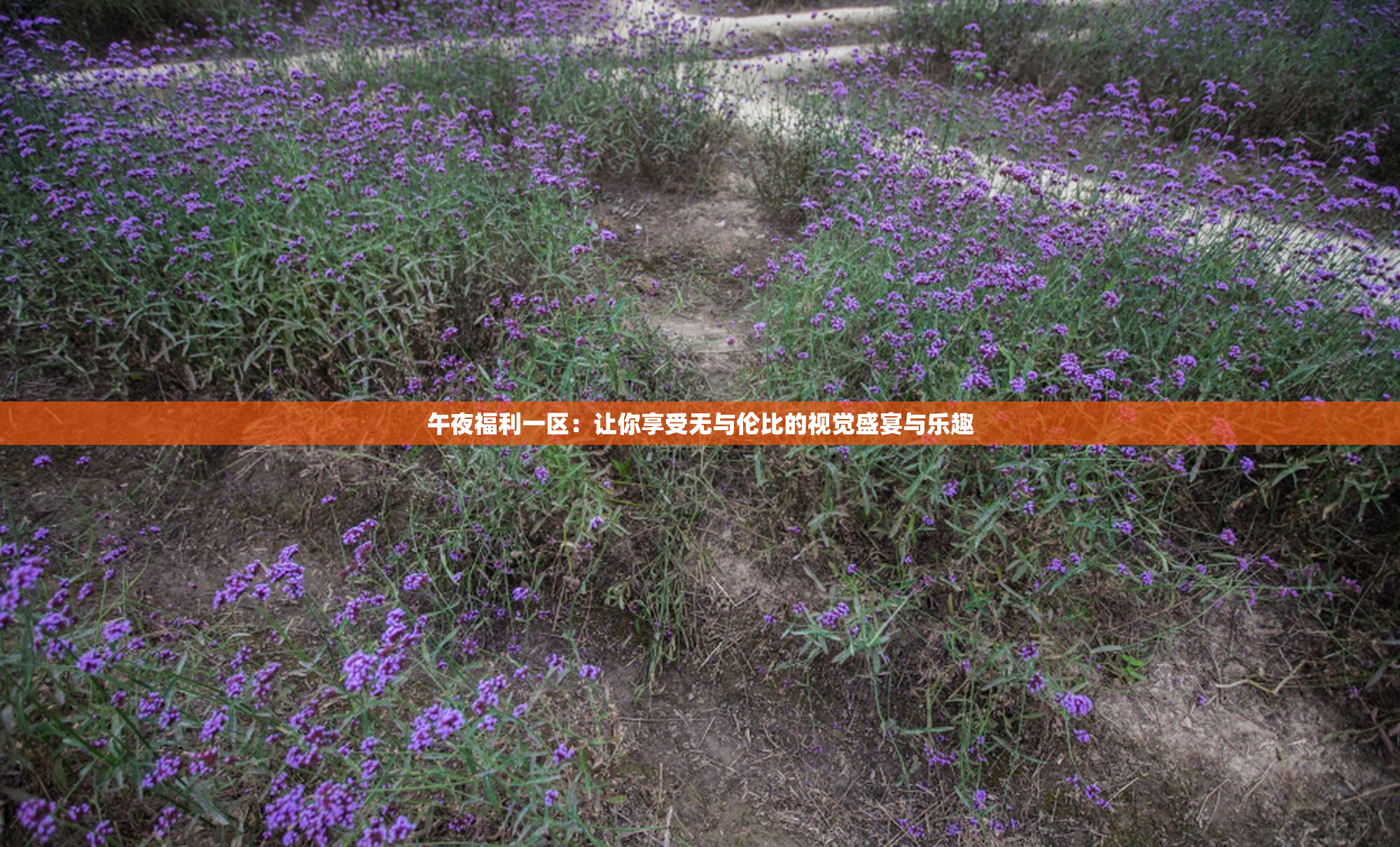 午夜福利一区：让你享受无与伦比的视觉盛宴与乐趣