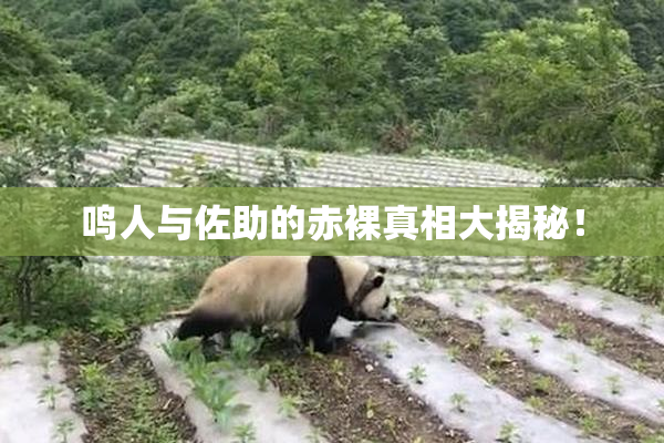 鸣人与佐助的赤裸真相大揭秘！