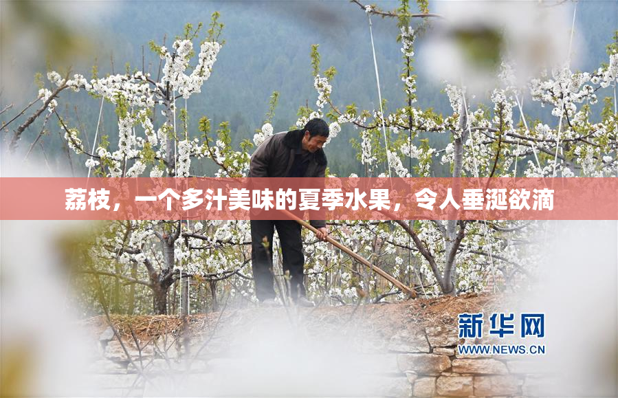 荔枝，一个多汁美味的夏季水果，令人垂涎欲滴