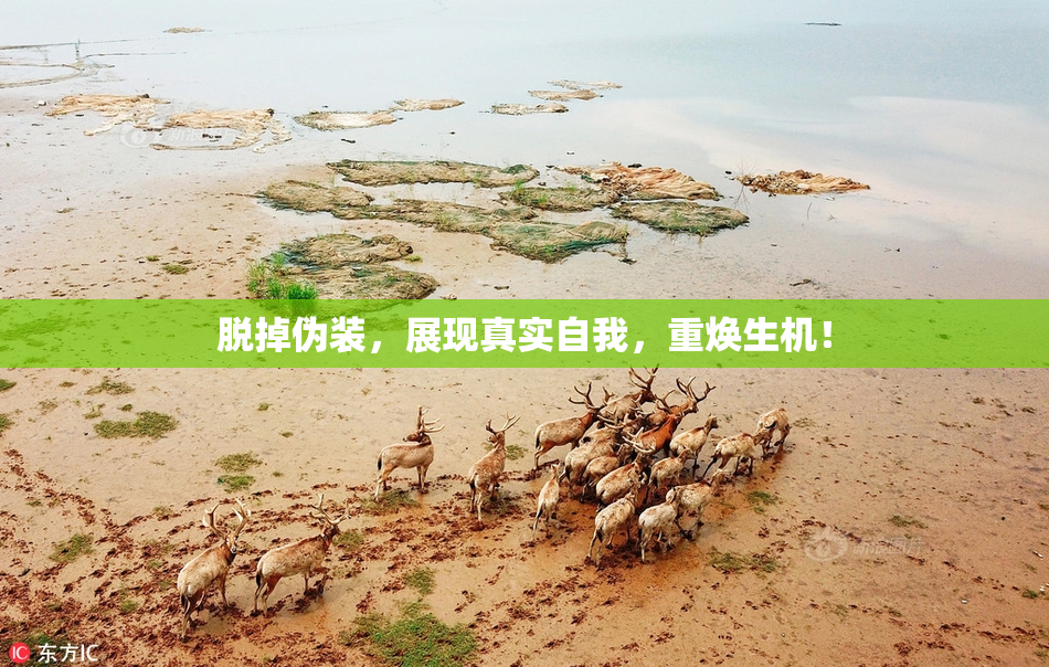 脱掉伪装，展现真实自我，重焕生机！
