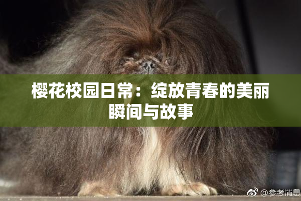 樱花校园日常：绽放青春的美丽瞬间与故事