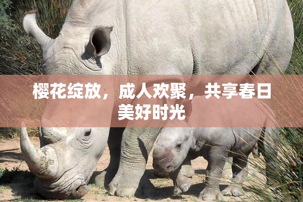 樱花绽放，成人欢聚，共享春日美好时光