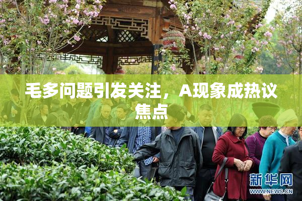 毛多问题引发关注，A现象成热议焦点