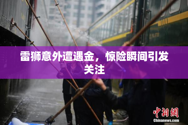 雷狮意外遭遇金，惊险瞬间引发关注
