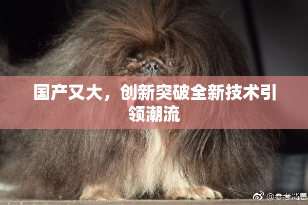 国产又大，创新突破全新技术引领潮流