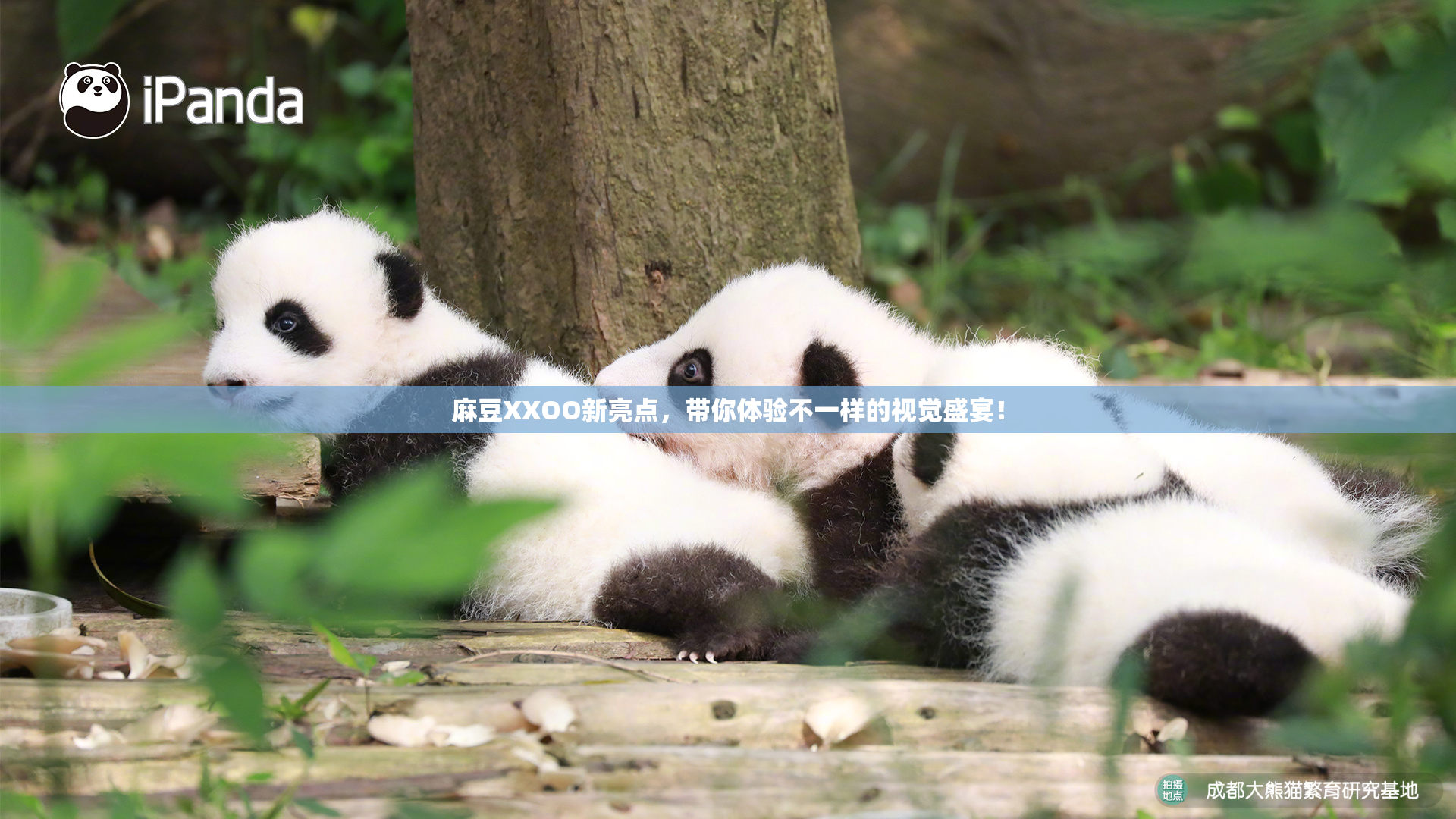 麻豆XXOO新亮点，带你体验不一样的视觉盛宴！
