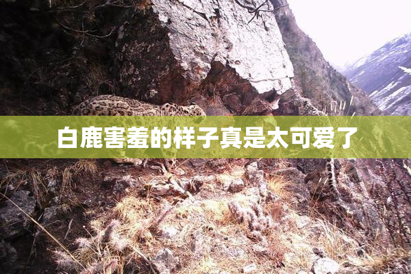 白鹿害羞的样子真是太可爱了