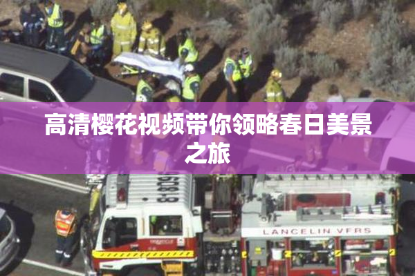高清樱花视频带你领略春日美景之旅