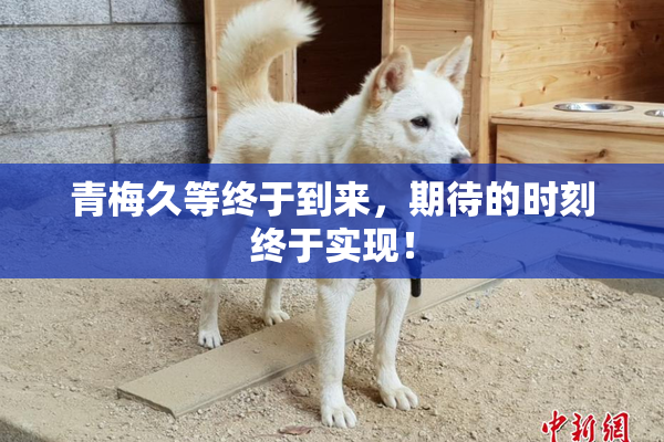 青梅久等终于到来，期待的时刻终于实现！