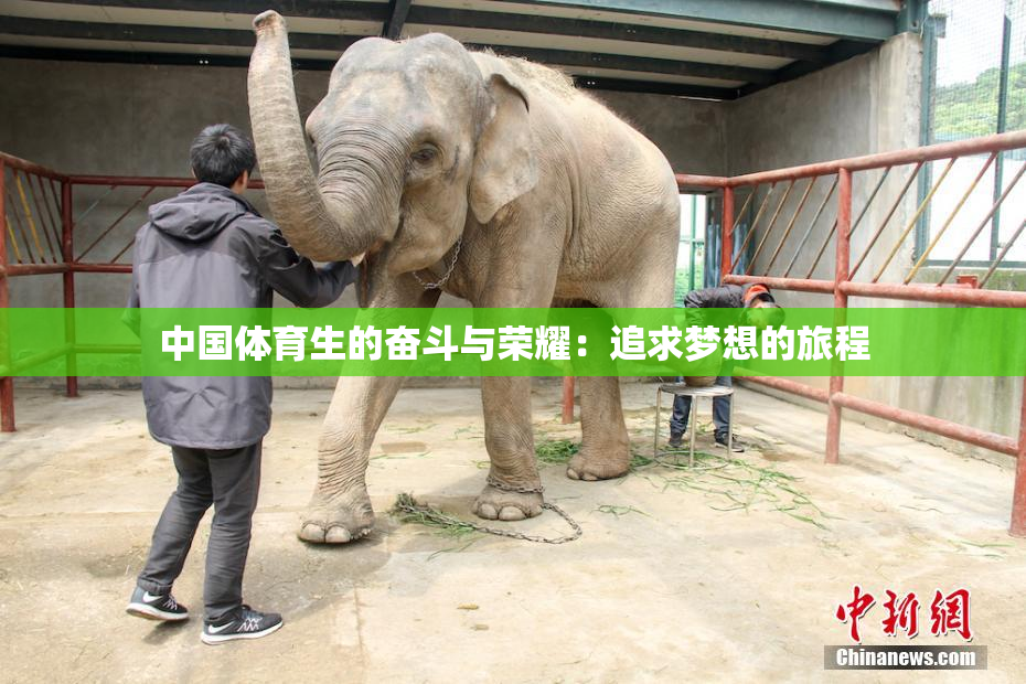中国体育生的奋斗与荣耀：追求梦想的旅程