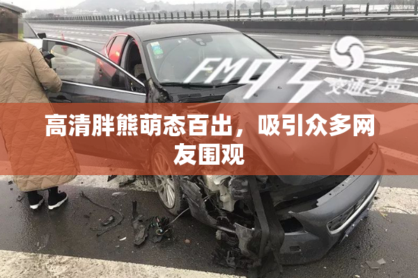 高清胖熊萌态百出，吸引众多网友围观
