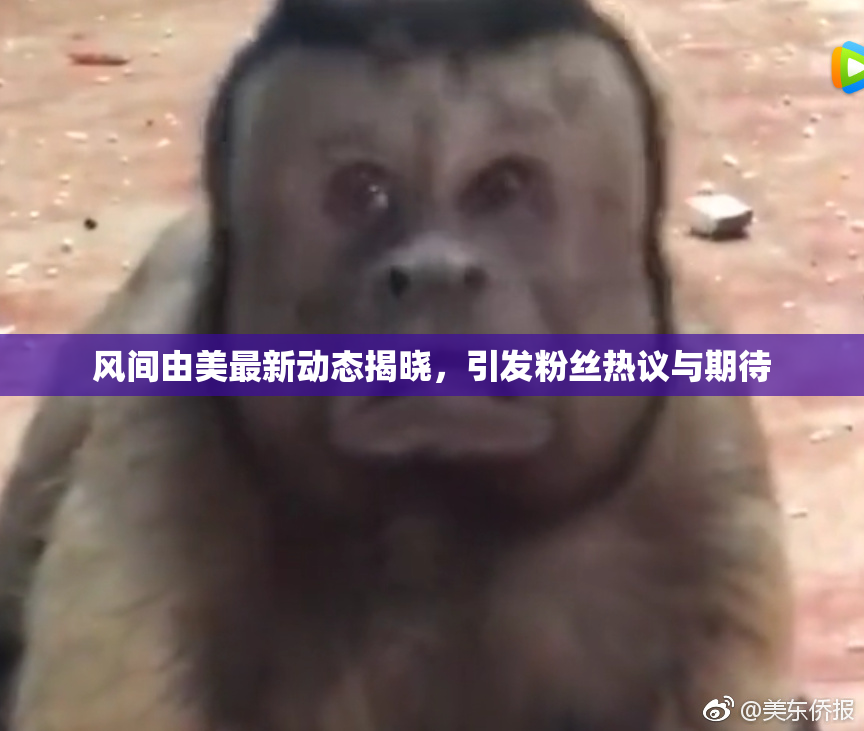 风间由美最新动态揭晓，引发粉丝热议与期待
