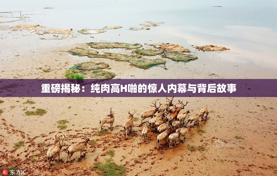 重磅揭秘：纯肉高H啪的惊人内幕与背后故事