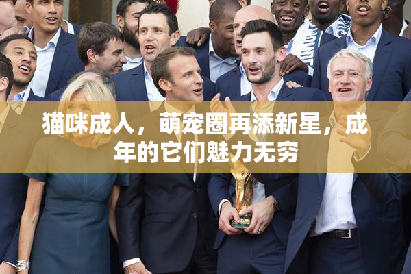 猫咪成人，萌宠圈再添新星，成年的它们魅力无穷