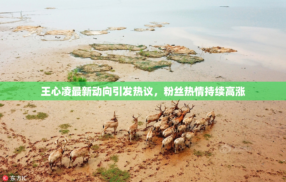 王心凌最新动向引发热议，粉丝热情持续高涨