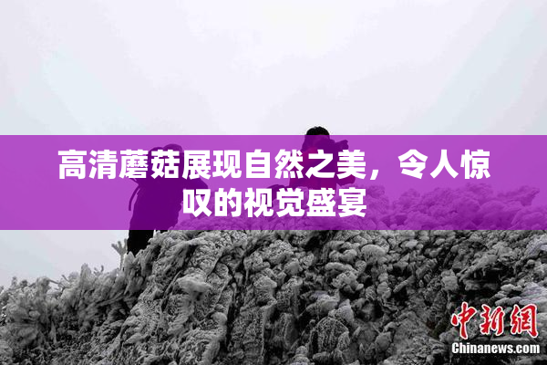 高清蘑菇展现自然之美，令人惊叹的视觉盛宴