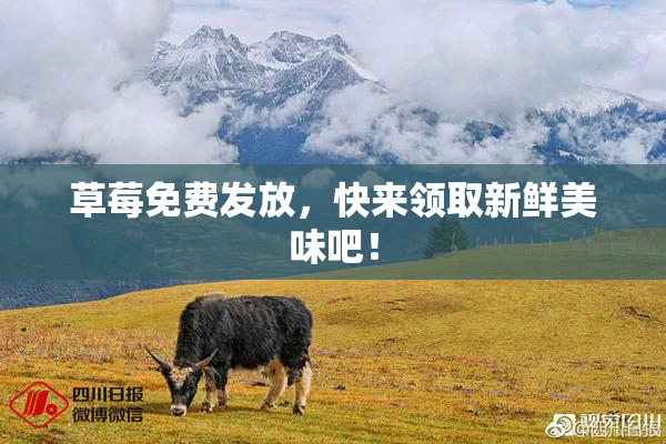 草莓免费发放，快来领取新鲜美味吧！