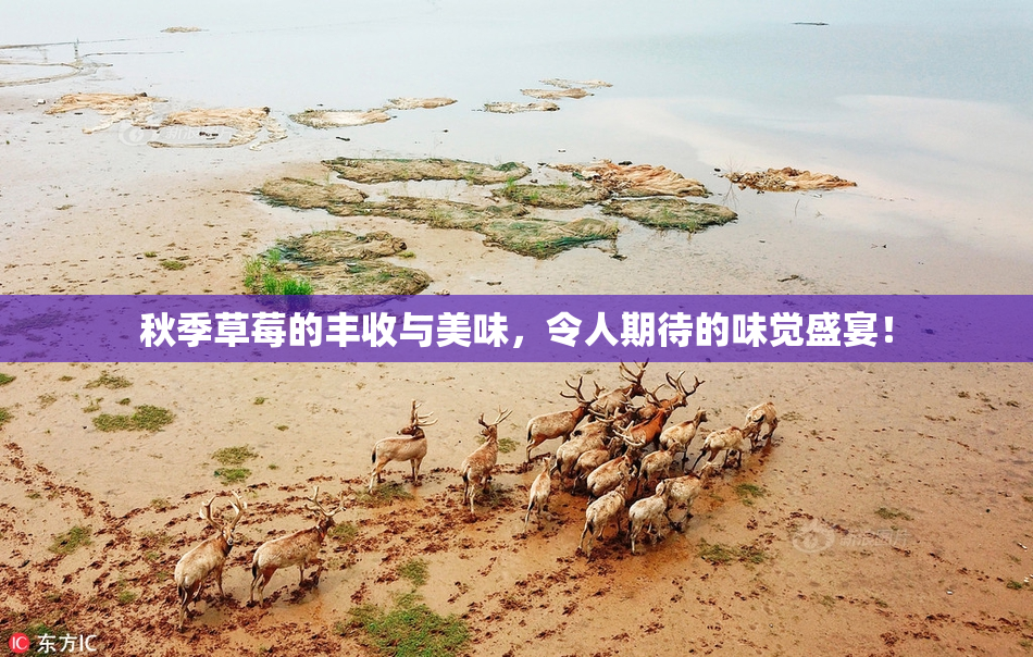 秋季草莓的丰收与美味，令人期待的味觉盛宴！