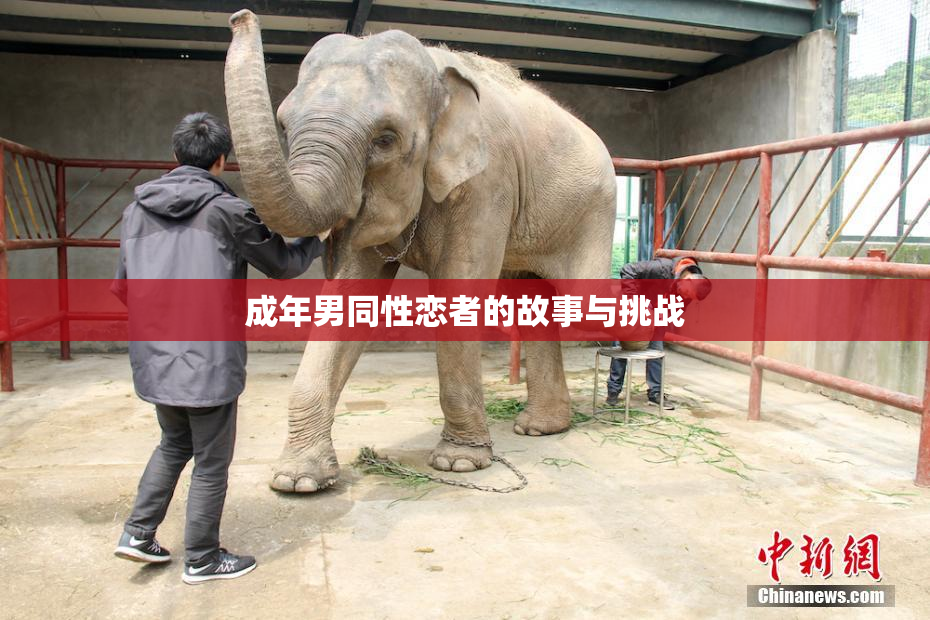 成年男同性恋者的故事与挑战