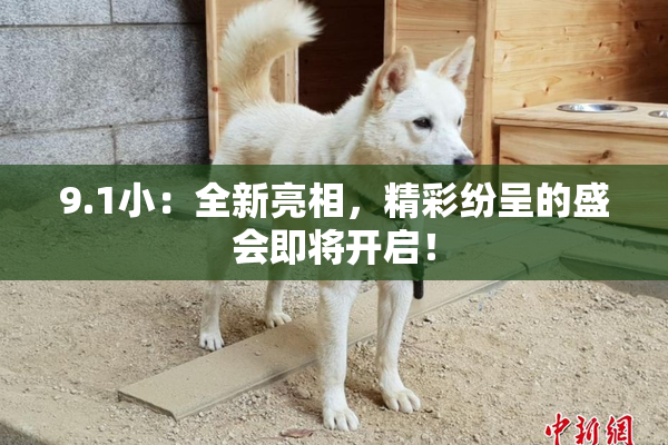 9.1小：全新亮相，精彩纷呈的盛会即将开启！