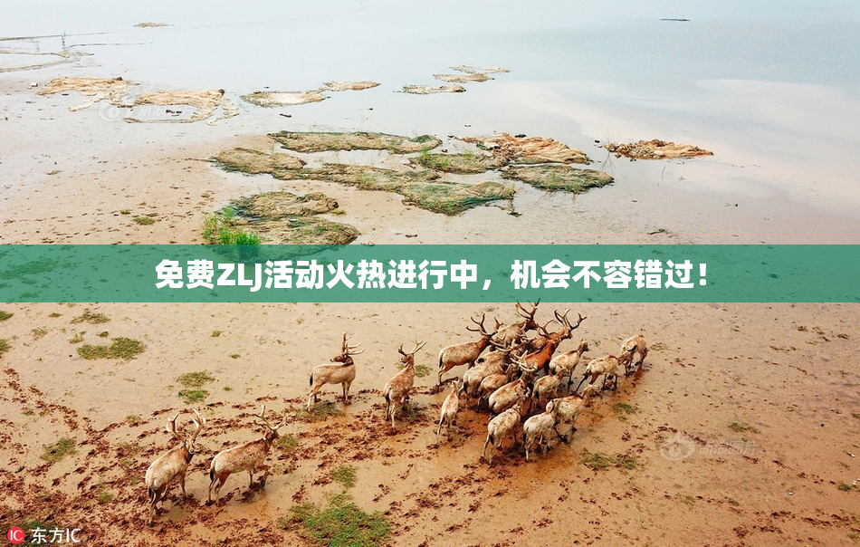 免费ZLJ活动火热进行中，机会不容错过！