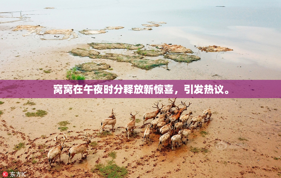 窝窝在午夜时分释放新惊喜，引发热议。