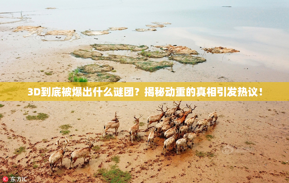 3D到底被爆出什么谜团？揭秘动重的真相引发热议！