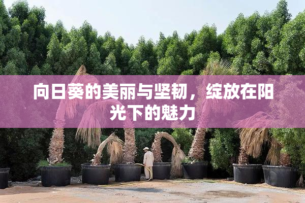 向日葵的美丽与坚韧，绽放在阳光下的魅力